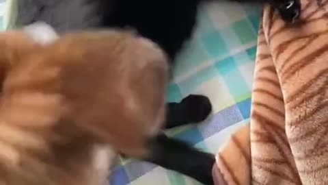 friends or enemies?