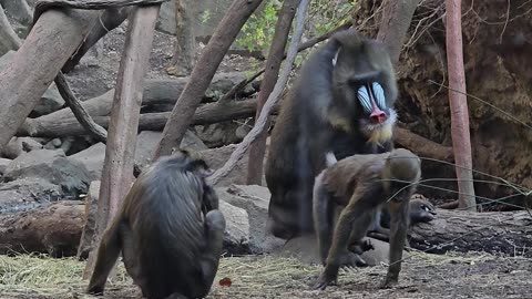 Monkey Mania: Wild Adventures at the Zoo!