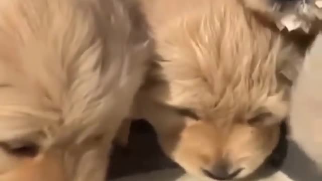 Cute dog eating video