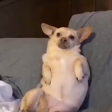 Dogsofig dogsofinstaworld