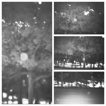 Orb Moves in Front of Bush