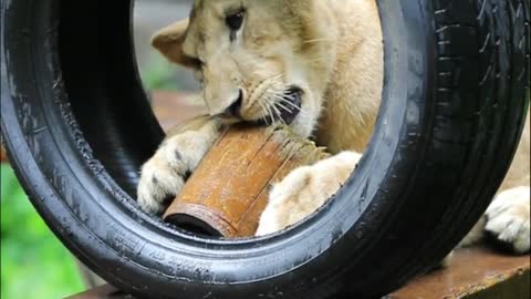 Besides pandas, what other animals like to eat bamboo?