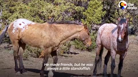 This Strong Horse Identify His Friend after years