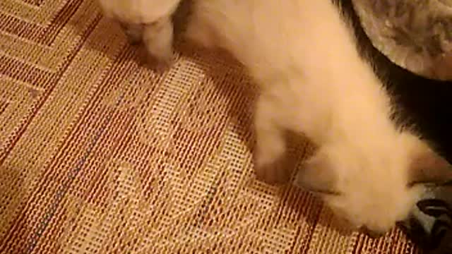 Little cats