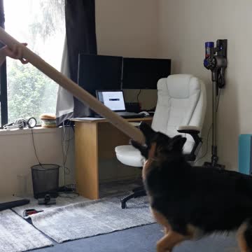 A crazy puppy loses her mind over a simple cardboard tube