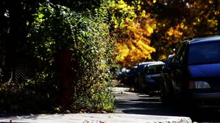 Air Blows Up Tree In Morning clean street