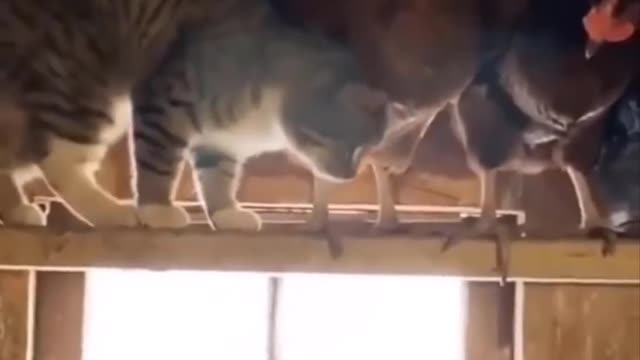 Funniest Cats - Funny Cats Life - Funny Animal Videos Episode 8