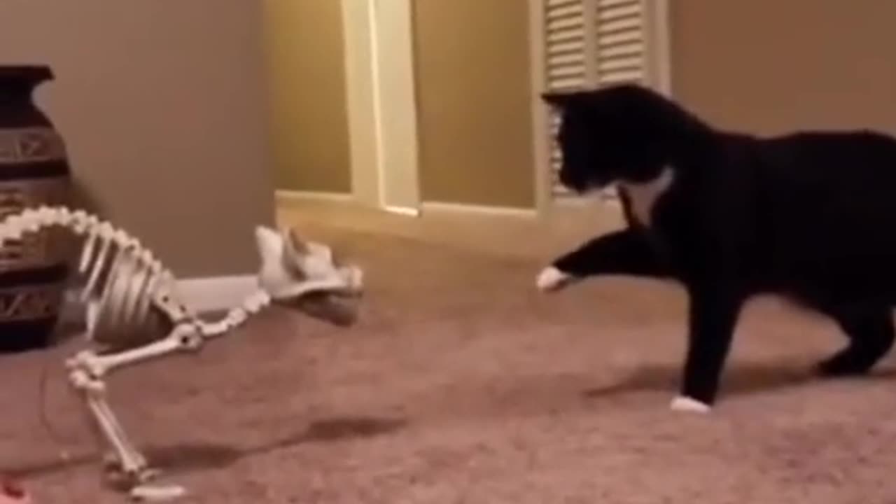 Cats funny video 😅