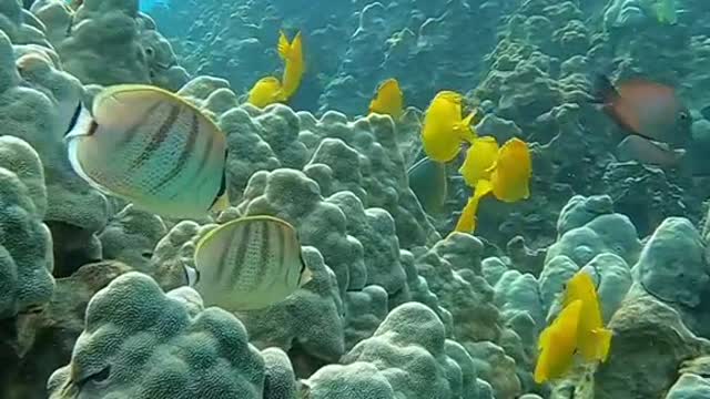lovemyplanet#protectouroceans