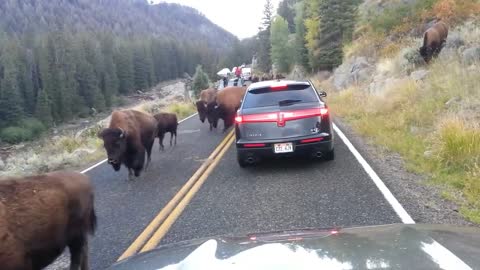 Bison hits car in Yellowstone