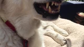 Dog showing teeth over food