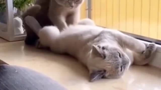 Cat vs funny cute 😘😘