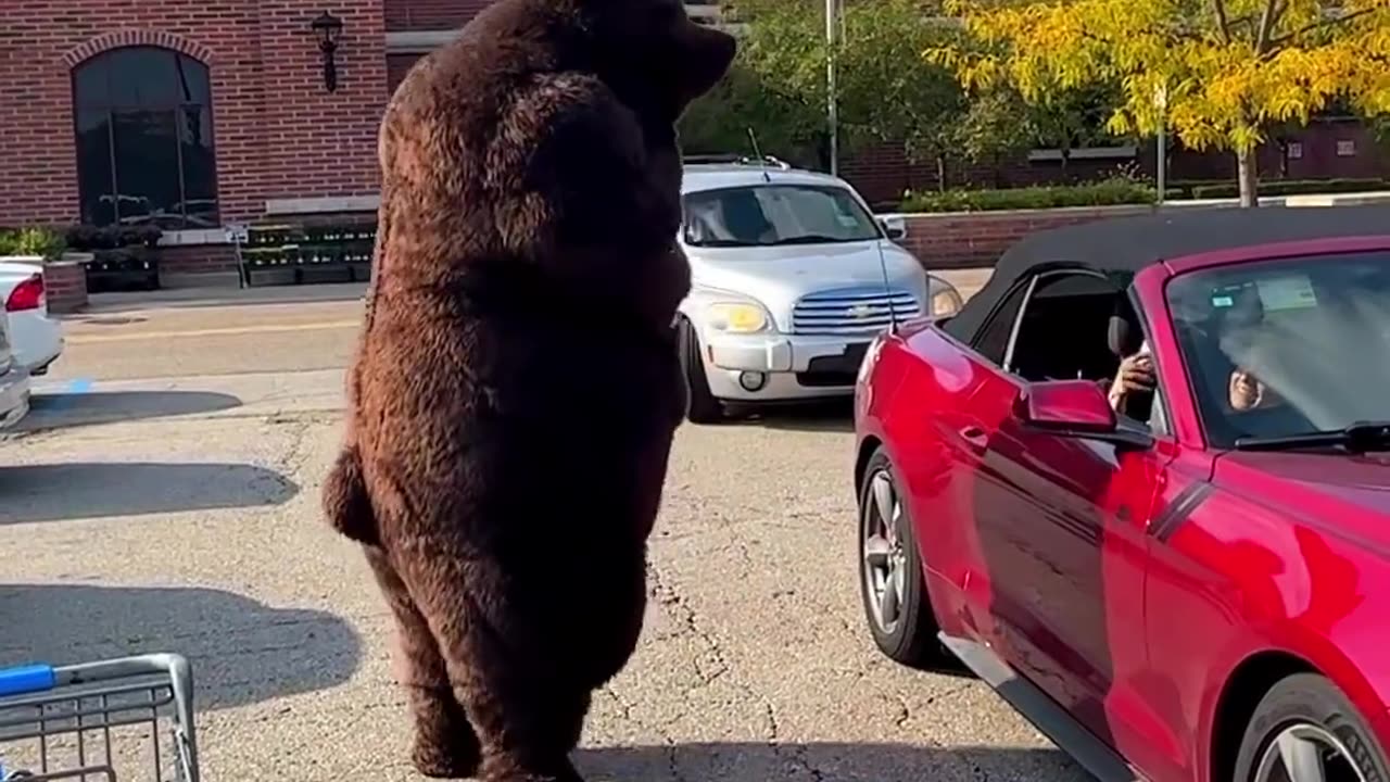 Bear needs honey