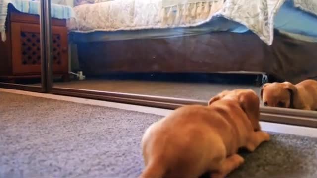 Dog "Bravo" | funny animals videos