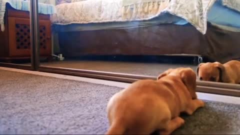 Dog "Bravo" | funny animals videos