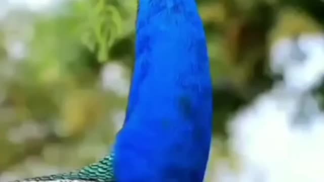 Let the mind be mesmerized by listening to the wonderful voice of the peacock.