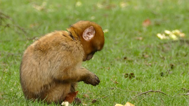 Tierno Mono Tomando Su Alimento