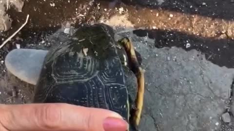 turtle travel