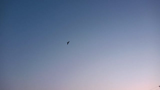 It's a bird not a plane
