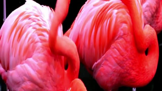 Flamingos rest and feed, animals, wildlife, nature, flamingos, feeding,(animals), birds #shorts