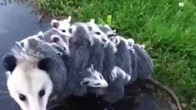 Mommy Opossum Carries 15 Babies l