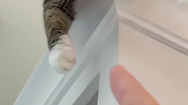 Cat funny video