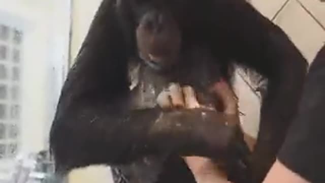 Chimpanzee showers