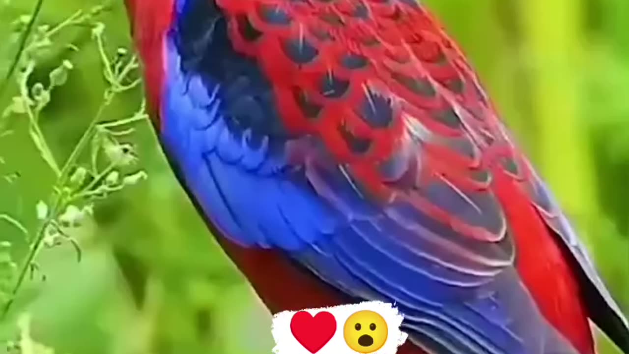 Attractive Birds