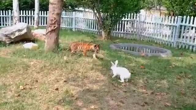 The naughty cat plays with the tiger