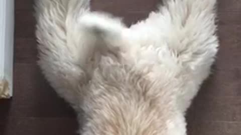 White dog wagging its tail