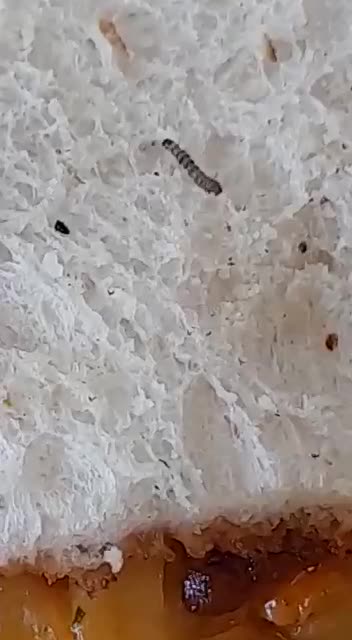 Worms in Sol Plaatje University food