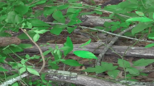 Rattlesnake Velvet Tail Timber Rattler