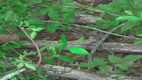 Rattlesnake Velvet Tail Timber Rattler