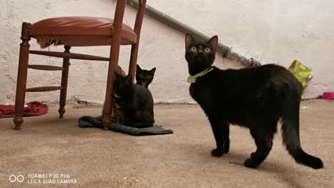 Emerald cat and her puppies