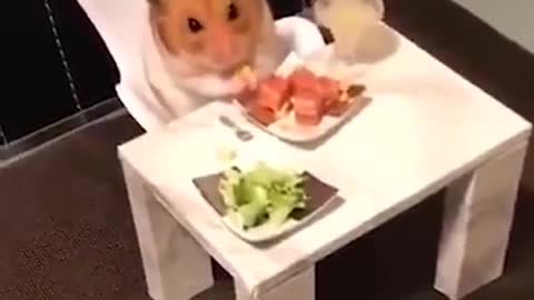 Romantic meal with hamster