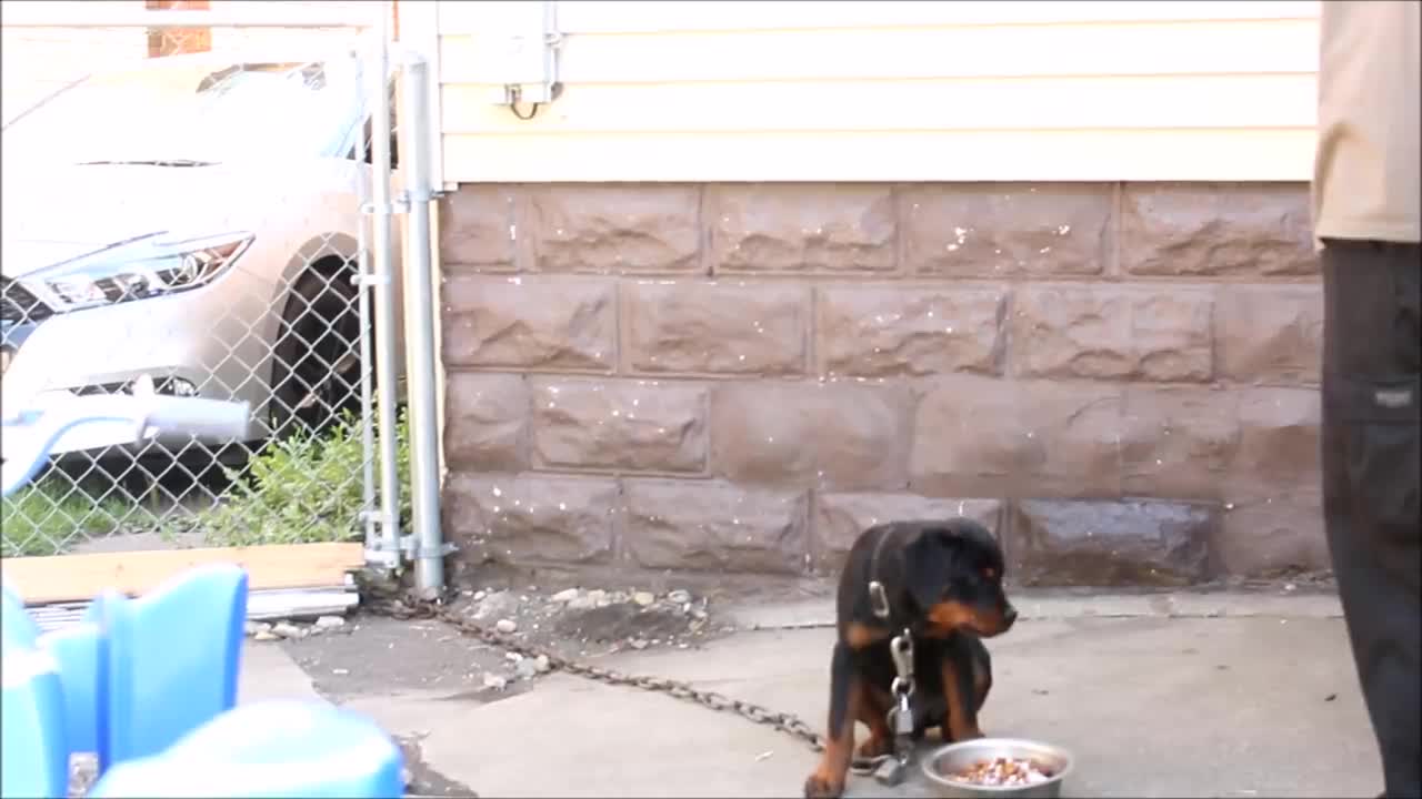 WOW 😲😲 Aggressive Rottweiler Puppy