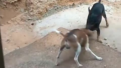 pinscher dogs playing