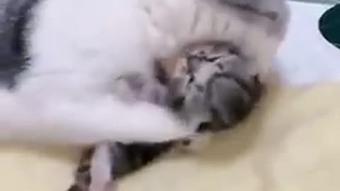 mommy cat hugs baby kitten having a nightmare!!