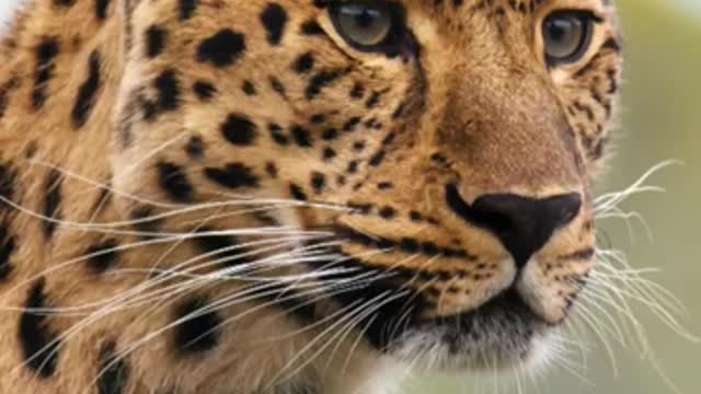 Funny ANIMALS NCS