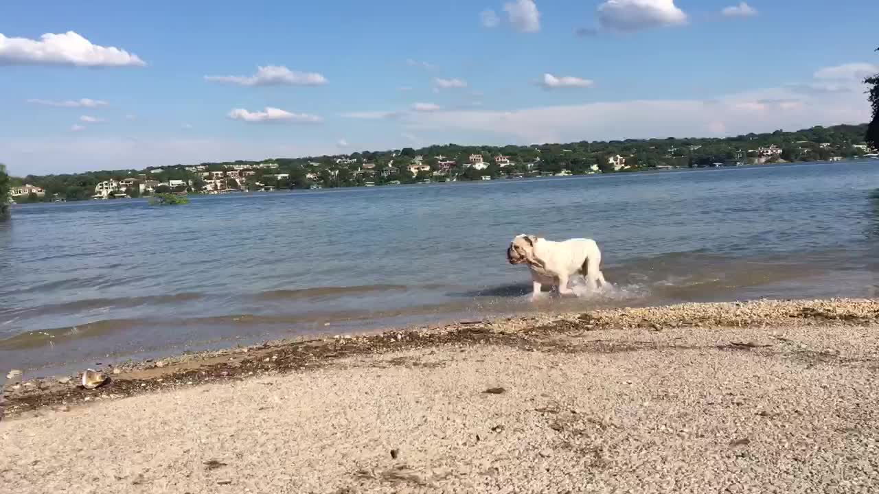 Buddha the bulldog swimming within his limits