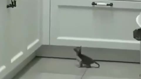 The kitten almost climbed!