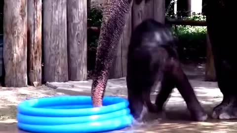 Funny cute elephant playing in pool