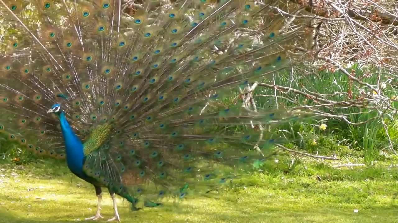 Peacock dance display- peacock opening feather