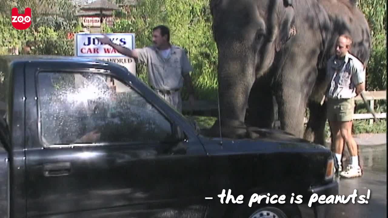 Ready For A Car Wash Done By An Elephant?