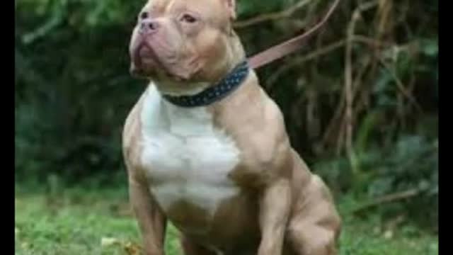I'm a Big Kid Now Dogs Grow Up And Cute Baby Animal