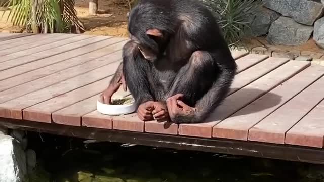 the monkey feeding the fish