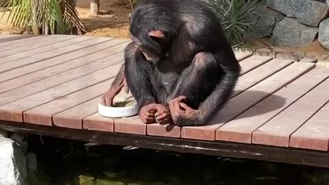 the monkey feeding the fish