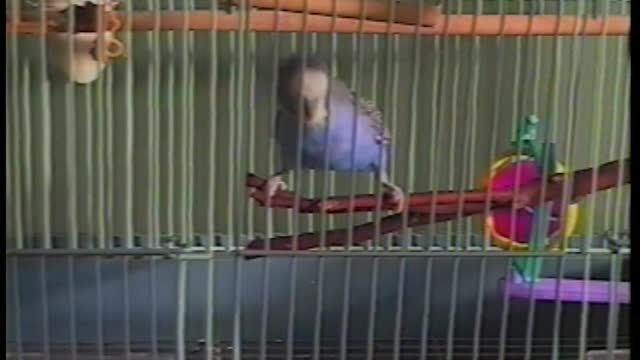 This Bird Knows How To Dance