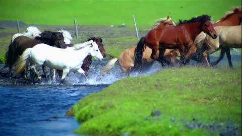 Horses running across the river is so spectacular