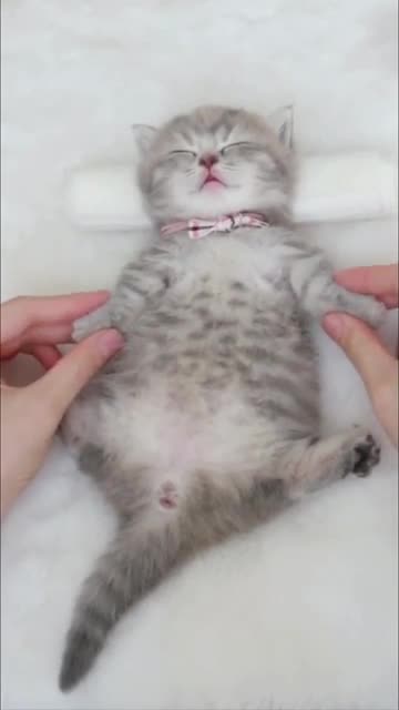 Spa Time for Cute Kitten